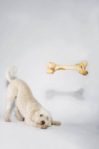 在宠物市场上，为什么狗会想要购买骨头？
