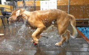 为什么狗在夏天会频繁抖水？