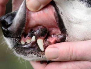 狗狗牙龈发白的可能原因及解决方法