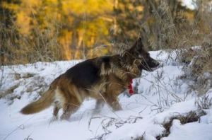 在寒冷的冬季，狗为什么会有腥味？
