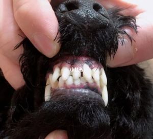 狗狗牙齿变黑的原因及如何预防和处理