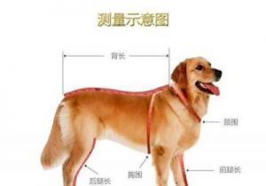 如何为您的狗狗测量身高