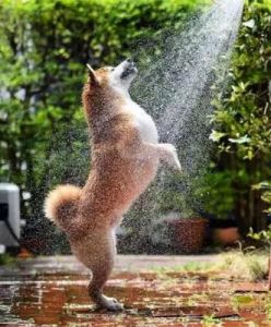 狗狗喜欢玩水，如何安全有效地陪伴它享受清凉？