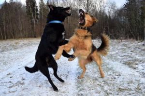 狗与狗相遇时为何容易发生冲突？