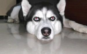 为什么狗的红眼睛看起来如此迷人