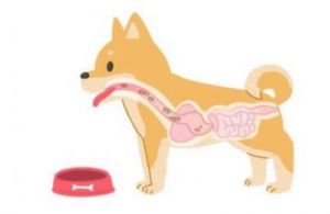 狗狗的养胃指南：如何让爱犬拥有健康肠胃
