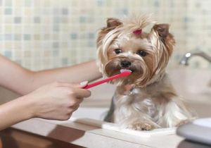 狗为什么会卡住狗牙齿呢-原因危害及解决方法