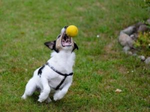 教狗狗玩球的技巧与方法