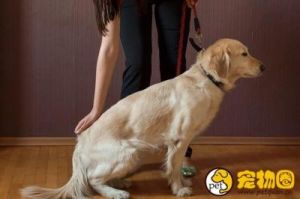 如何有效地训练狗狗在外出时进行大小便