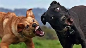 狗喜欢打架，如何训练它们避免这种情况？