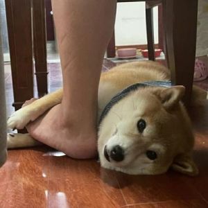 当您的宠物狗不小心踩到您的脚时，您可以采取以下措施来处理这种情况：