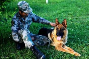 部队为何选择养狗作为战友的伙伴