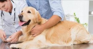 狗误食有毒物质中毒的原因及急救措施