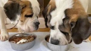 狗为什么在吃饭时容易发生争斗