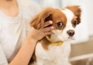 如何给狗狗安全舒适地拔除耳毛的详细步骤和技巧