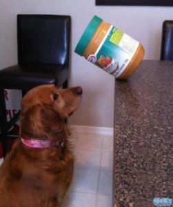 狗狗误食胶水后的紧急处理方法