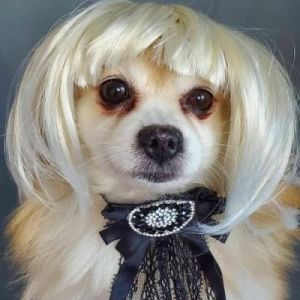 如何为可爱的小狗狗设计独特发型
