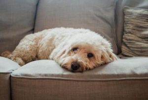 狗狗频繁打哈欠和嗜睡的原因及解决方法