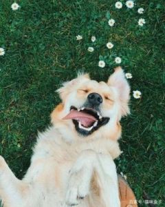 可爱的小狗狗的真实照片，它看起来非常活泼和快乐！