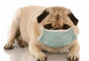针对狗狗轻微咳嗽的应对措施及家庭护理方法