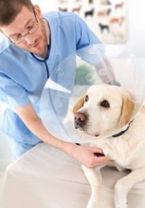 在狗狗健康成长的过程中，如何进行检查以确保其健康状况良好是非常重要的