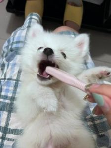 如何正确为狗狗进行刷牙并有效漱口