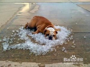 在炎热的夏季，如何有效地给狗狗降温？
