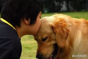 狗狗之间的爱情：揭秘男性狗狗是否会对雌性狗狗产生好感