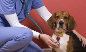 狗狗肺水肿的紧急处理与缓解措施