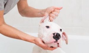 狗狗洗澡后如何快速吹干的技巧