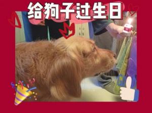 如何正确为狗狗庆祝生日的技巧与注意事项