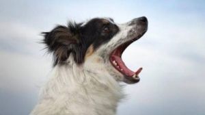 狗为什么叼奶嘴：探究其行为背后的原因与潜在影响