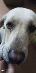 狗狗眼睛眼屎多，可能是由多种原因导致的以下是一些和解决方案：