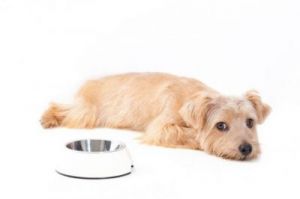 当狗狗不小心吞下不能消化的物品时，我们应该如何处理呢？