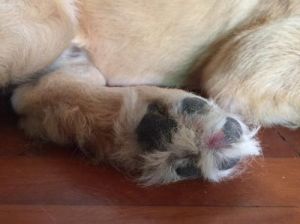 狗狗脚趾炎的治疗方法及预防措施