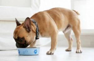 快速进食的狗及其潜在健康问题