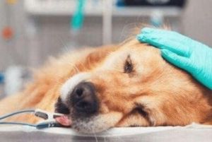 狗狗拉稀发烧怎么办？这些症状可能是哪些疾病引起的？如何进行有效的治疗？
