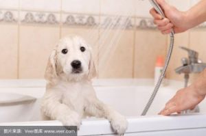 为什么狗会守在主人身边洗澡