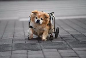 摄影师镜头下的残疾狗狗：温馨治愈的力量