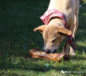 当狗狗不小心吞食了骨头，导致消化不良时，主人可以采取以下措施来帮助狗狗解决问题：