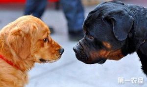 狗之间相互闻味的原因与社交互动和信息交流有关