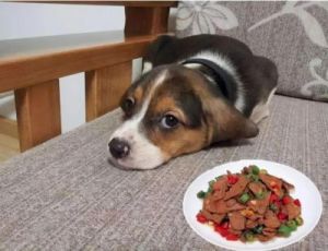 在狗的饮食中，浓痰是一种受欢迎的食物那么，为什么狗会喜欢吃浓痰呢？