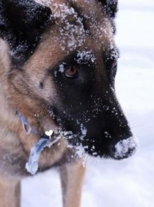 下雪时，为什么狗会叫？