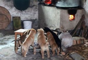 在寒冷的冬季，为什么狗不能像人类一样享受烤火的温暖？