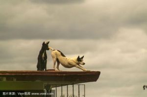 为什么狗狗喜欢在屋顶上玩耍？