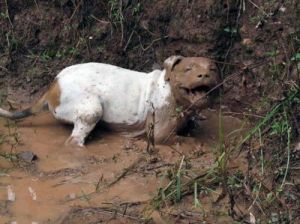 狗为什么害怕泥巴