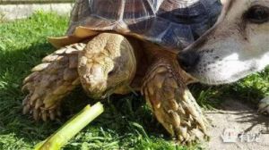 狗为何喜欢抓住乌龟：探究其行为背后的原因