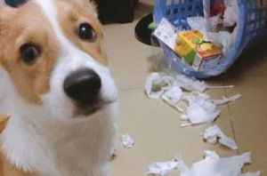 当狗狗误食了纸张时，主人应该如何处理？