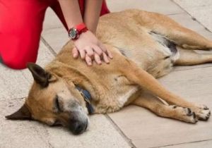 面对绝境的狗狗，我们应该如何拯救它的生命？