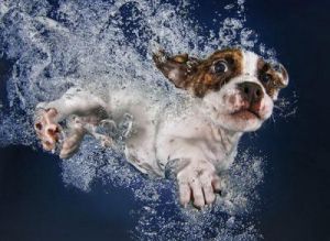 狗为什么喜欢拱水
